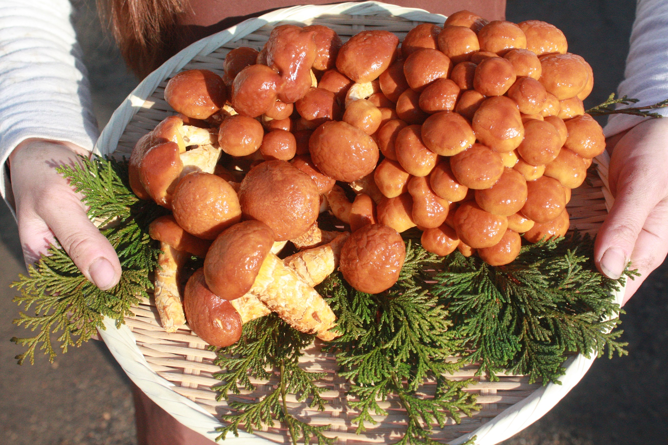 送料込み】福田農園産なめこ 2ﾊﾟｯｸｾｯﾄ | 有限会社 福田農園