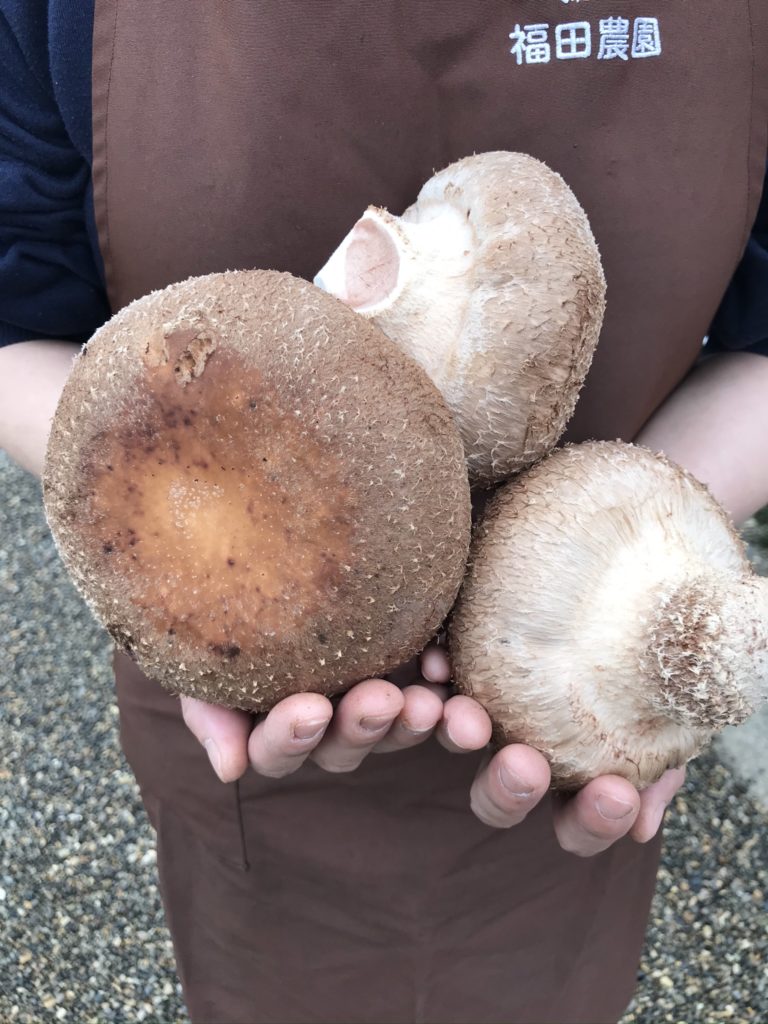 送料込み】特大‼これぞｵｰｶﾞﾆｯｸ王様しいたけ | 有限会社 福田農園